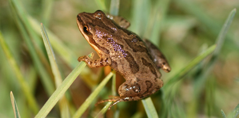 Western Chorus