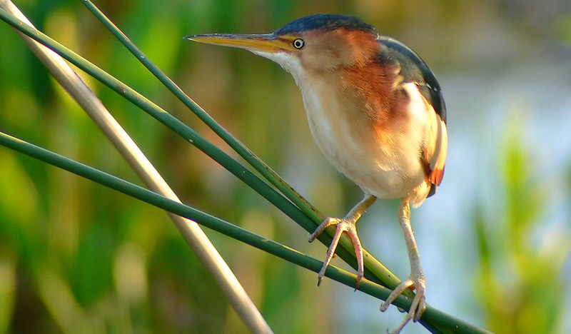 The Least Bittern