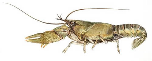 Crayfish