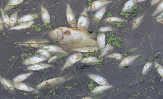 dead fish