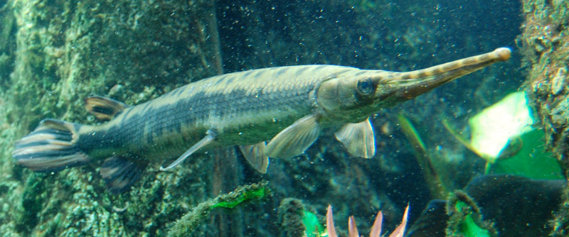 Longnose Gar