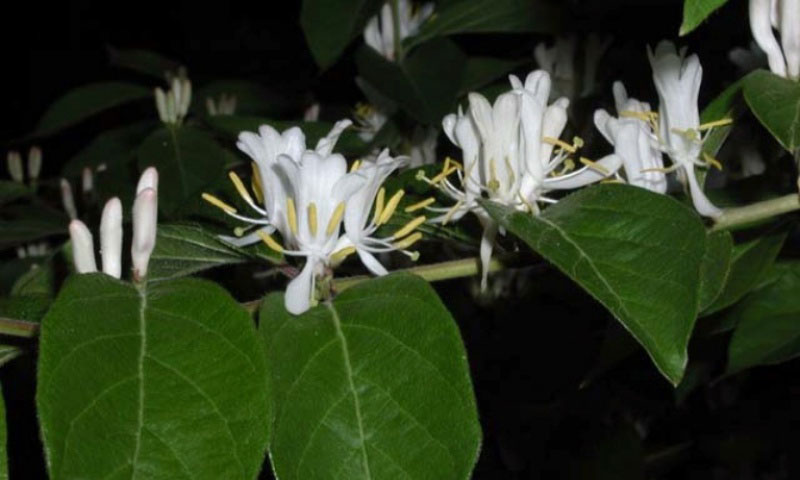 Introduced Honeysuckle