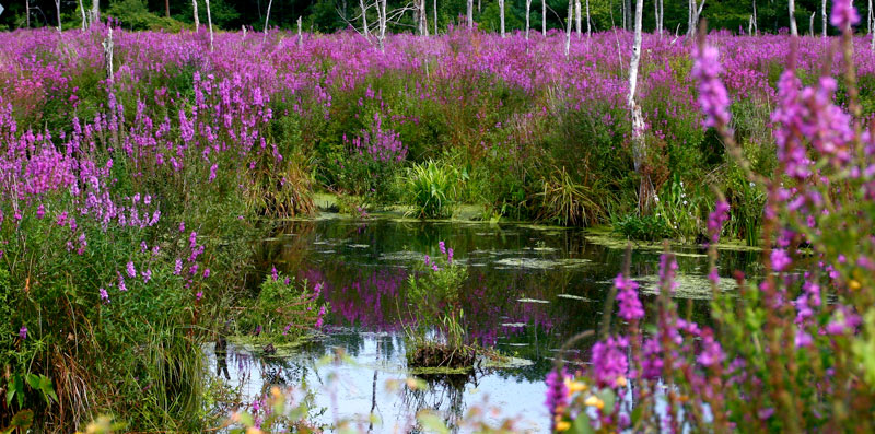 loosestrife