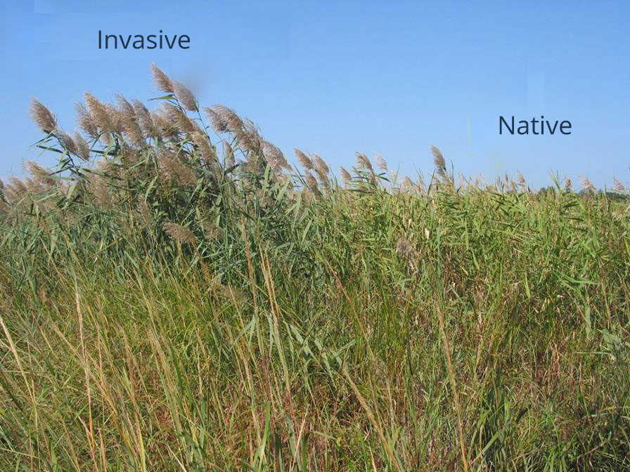 Phragmites