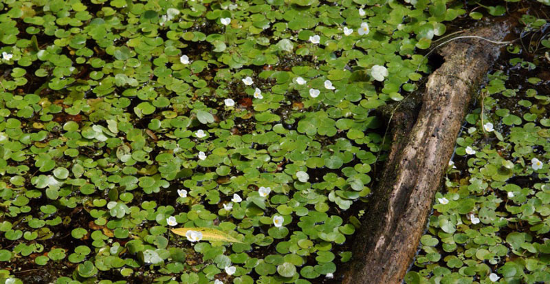 European Frog-bit