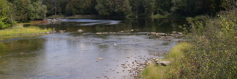 Natural shoreline
