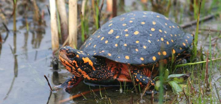 Spotted turtle