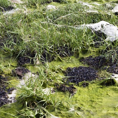 algae