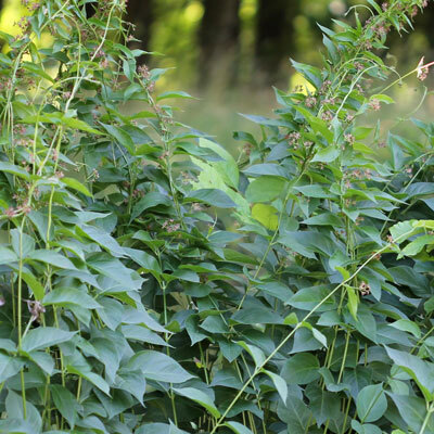 Dog-Strangling Vine