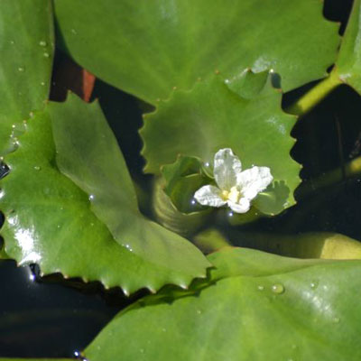 European Water Chestnut