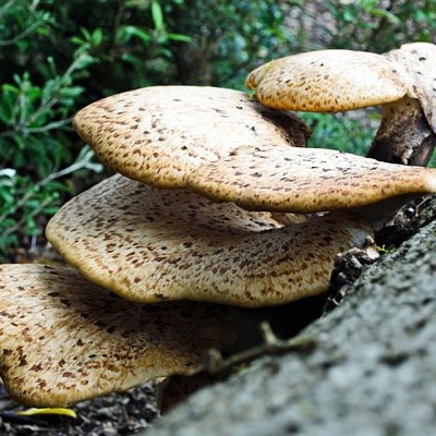 Fungi