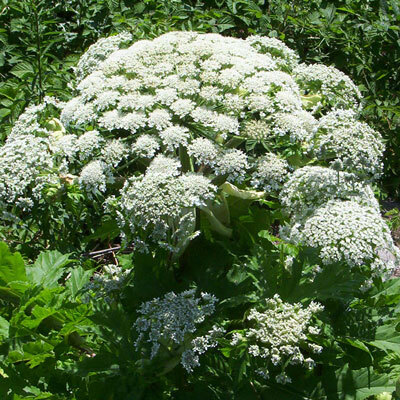 Giant Hogweed