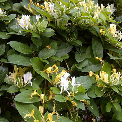 Introduced Honeysuckle