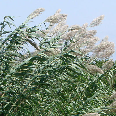 Phragmites