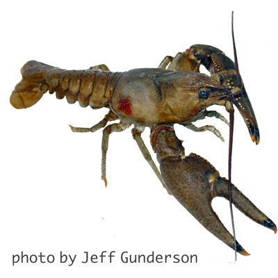 Rusty Crayfish