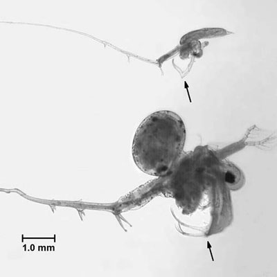 Spiny Waterfleas