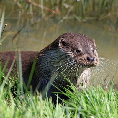 wildlife