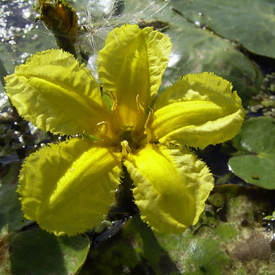 Yellow Floating Heart