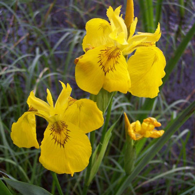 Yellow Iris
